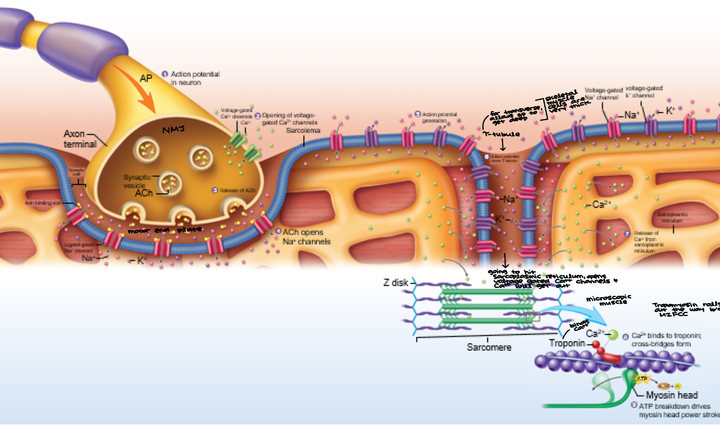 knowt flashcard image