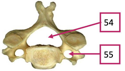 <p>54</p>