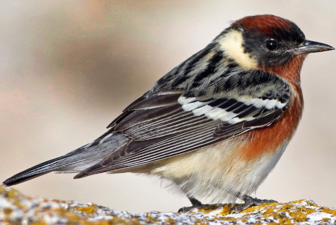 <p>What bird is this? </p>