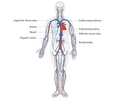 <p>cardiovascular system</p>