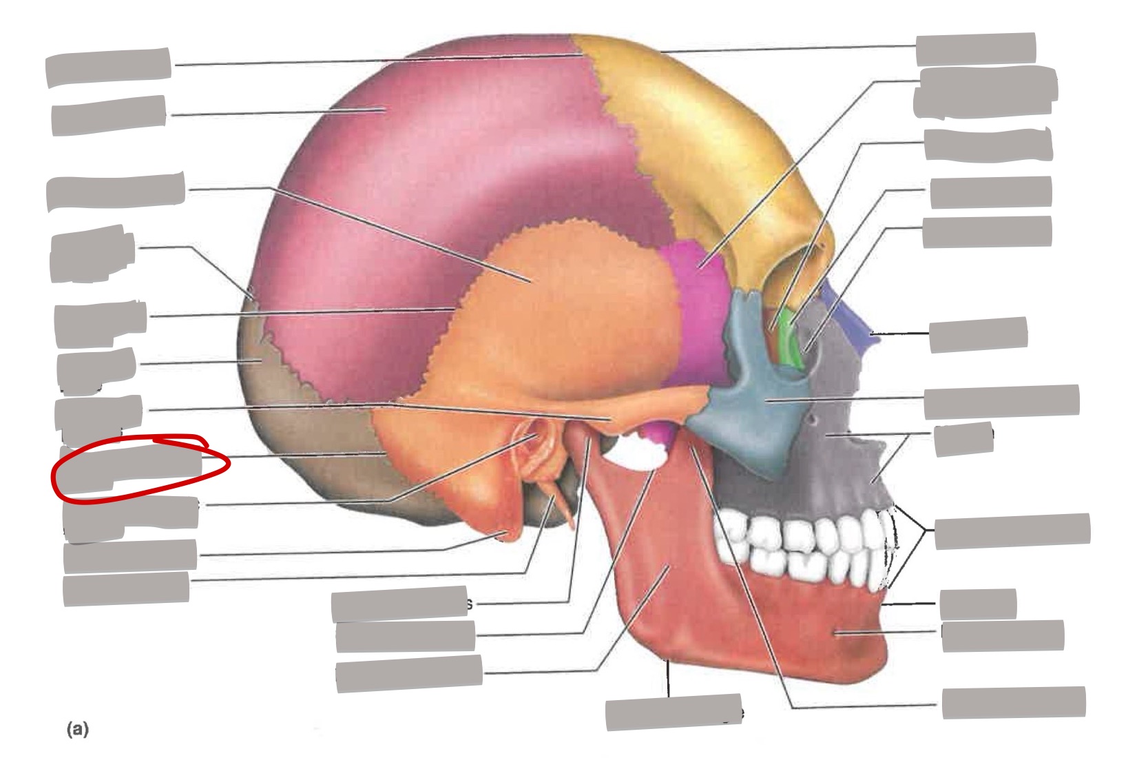 term image