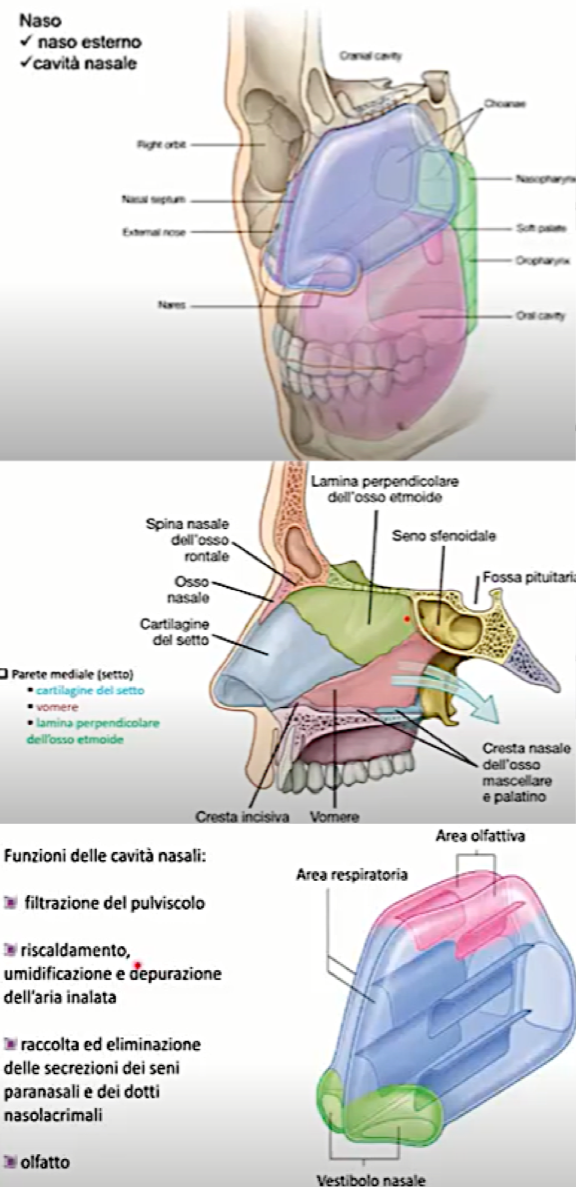 <p>Nel seguente ordine abbiamo la sequenza dell’aria:</p><ul><li><p>Vie aeree superiori:</p><ul><li><p>Naso esterno</p></li><li><p>Cavità Nasale</p></li><li><p>Seni Paranasali</p></li><li><p>Faringe</p></li></ul></li></ul><ul><li><p>Vie aeree inferiori:</p><ul><li><p>Laringe</p></li><li><p>Tranchea</p></li><li><p>Bronchi e bronchioli</p></li></ul></li></ul><p>L’aria passa dal naso (non dalla bocca), che ha funzione:</p><ul><li><p>Filtrare, riscaldare, umidificare</p></li><li><p>Un’altra funzione è raccogliere ed eliminare le secrezioni provenienti dai seni paranasali e dal dotto naso lacrimale, che sarà convogliato verso faringe e poi esofago (quindi anche i seni paranasali presentano cellule muco-secernenti)</p></li><li><p>La funzione di riscaldamento è dovuta alla ricca vascolarizzazione presente → il sangue cede calore</p></li><li><p>La funzione di filtrazione è dovuta alla Vibresse, peli rigidi al margine superiore interno delle narici</p></li></ul><p>NASO ESTERNO:</p><ul><li><p>Parte cartilaginea (flessibile), formata da:</p><ul><li><p>Cartilagini alari maggiori (che circondano le narici)</p></li><li><p>Cartilagini alari minori</p></li><li><p>Cartilagini settali (che si continuano a formare il setto nasale)</p></li></ul></li><li><p>Parte ossea formata da:</p><ul><li><p>Ossa nasali</p></li><li><p>Processo nasale dell’osso frontale</p></li><li><p>Processo frontale dell’osso mascellare</p></li></ul></li></ul><p>CAVITA’ NASALE:</p><ul><li><p>Due cavità separate dal setto nasale (spesso deviato)</p></li><li><p>L’apertura verso la cavità nasale è rappresentata dalle narici (rivestite da cute)</p></li><li><p>Mentre la parete mediale è liscia, quella laterale no, infatti sporgono le tre conche nasali, che dividono la cavità nasale in canali di passaggio chiamati meati</p><ul><li><p>Quando l’aria passa attraverso i meati, il percorso è turbolento proprio perché sono canali irregolari, quindi l’aria permane di più e viene filtrata, umidificata e riscaldata meglio</p></li><li><p>Invece vicino al letto l’aria passa più velocemente per il flusso rettilineo</p></li></ul></li><li><p>(i limiti, cioè tetto, pavimento, parete mediale e laterale, comunicazioni, le abbiamo fatte nel primo plico)</p></li><li><p>Epitelio: </p><ul><li><p>Respiratorio → pseudostratificato cilindrico ciliato</p></li><li><p>Olfattivo → al tetto (rappresentato dai neuroni a contatto con l’esterno)</p></li></ul></li></ul><p></p>