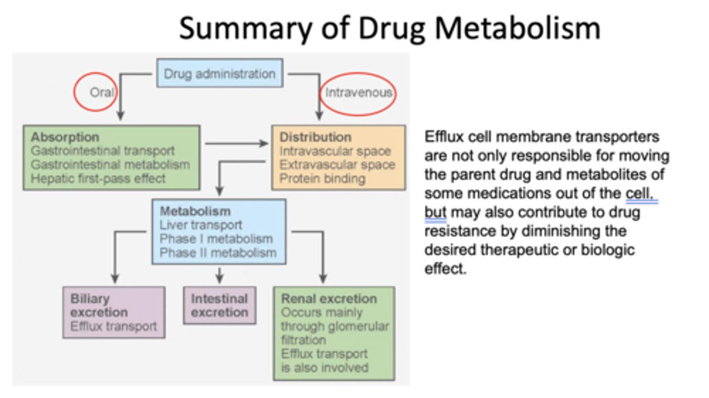 <p>efflux cell membrane transporters</p>