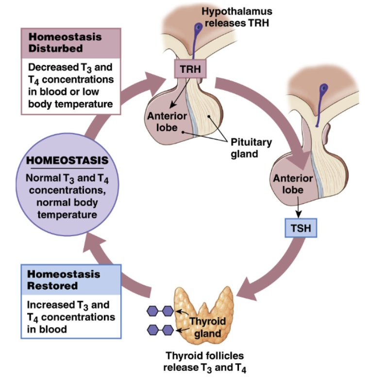 <p><strong>Hypothalamus</strong></p><ul><li><p>TRH: Thyrotropin Releasing Hormone</p></li><li><p>Action: synthesis/release of TSH from anterior pituitary</p><ul><li><p>Hypothalamus sends TSH → anterior pituitary via hypophyseal portal system → go to thyrotrophs → release TSH</p></li></ul></li></ul><p></p><p><strong>Anterior Pituitary</strong></p><ul><li><p>TSH: Thyroid Stimulating Hormone</p></li><li><p>Action: Synthesis and release of thyroid hormones</p><ul><li><p>TSH enter blood stream → transport iodide into thyroid gland</p></li><li><p>influence structure and growth of thyroid gland</p></li></ul></li></ul><p></p><p><strong>Thyroid Gland</strong></p><ul><li><p>Thyroid Hormones</p><ul><li><p>1. effects on target cells</p></li><li><p>2. negative feedback on hypothalamus and anterior pituitary</p><ul><li><p>higher levels of thyroid hormone → stop TRH production by hypothalamus → stop TSH release by anterior pituitary → decrease thyroid hormone production</p></li><li><p>mediated by levels of thyroid hormone</p></li></ul></li></ul></li></ul><p></p>