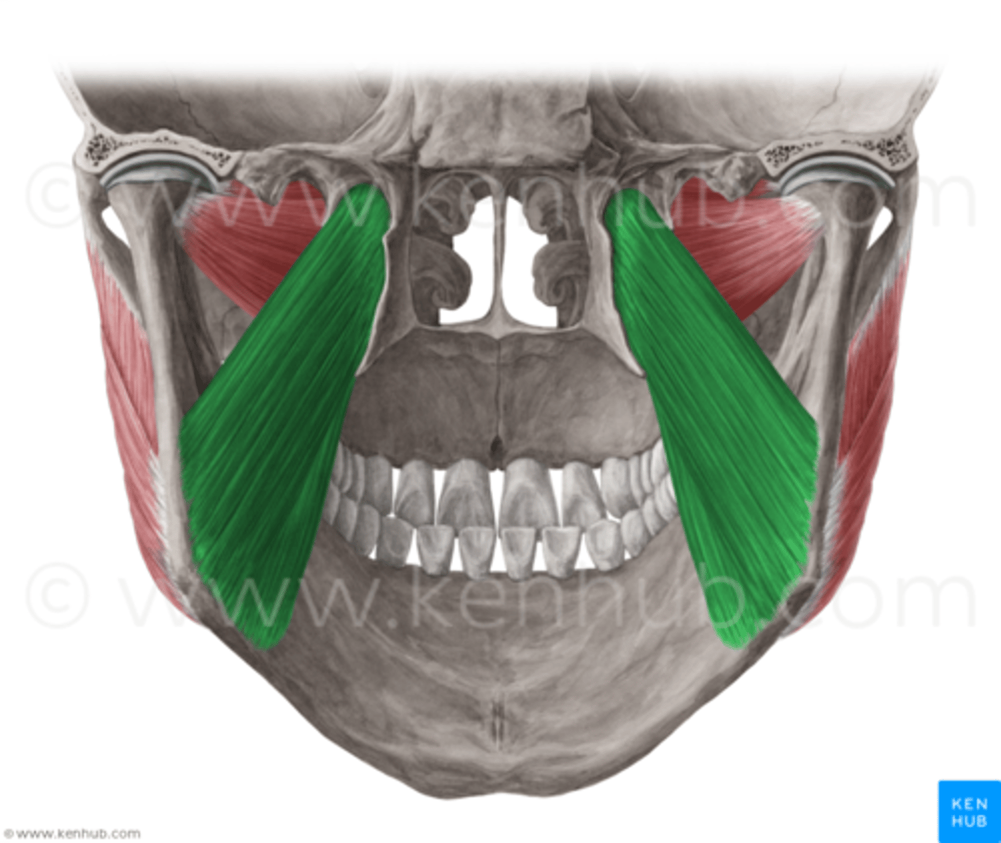 <p>sphenoid bone (greater wing and lateral pterygoid process)</p>