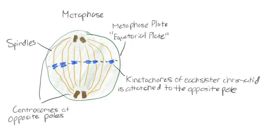 <p>Mitotic spindle is fully developed</p><p>Centrosomes are at opposite poles</p><p>Chromosomes are aligned at “equatorial plate”</p><p>Kinetochore of each sister chromatid is attached spindle fiber of the opposite pole</p>