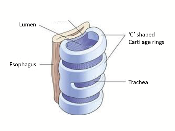 <p>Primary function: deliver air to the respiratory zone for gas exchange.</p><p>Has full C-shaped cartilage rings (with an open part along the esophagus to allow food to move down), which allows for flexibility while preventing collapse. Cartilage is there to keep airways open when subjected to drastic pressure changes.</p>
