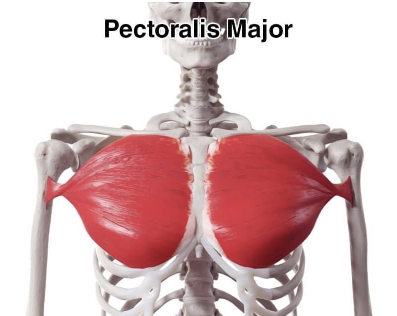 <p>pectoralis major</p>