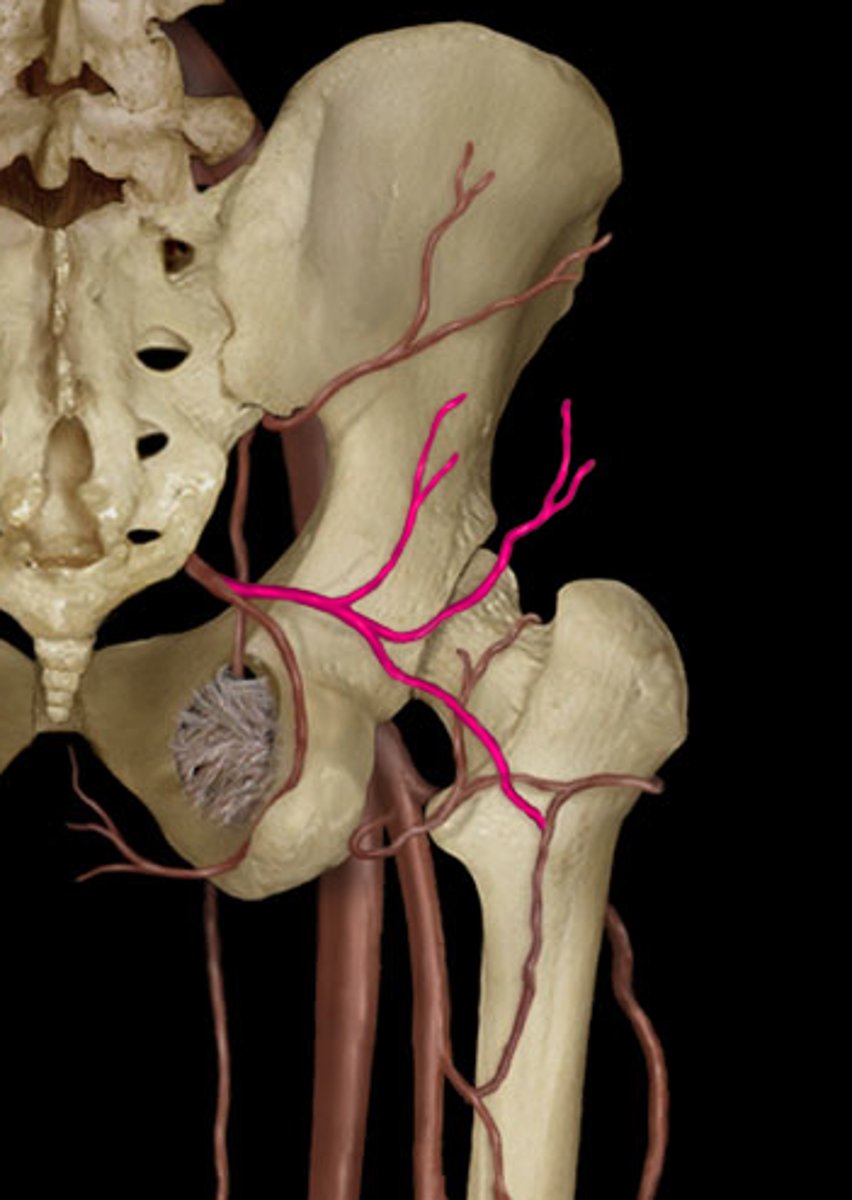 <p>below the piriformis </p>