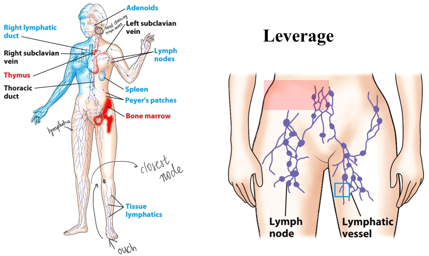<p>2 primary lymphoid organs are </p><p>_  </p><p>_</p><p></p>