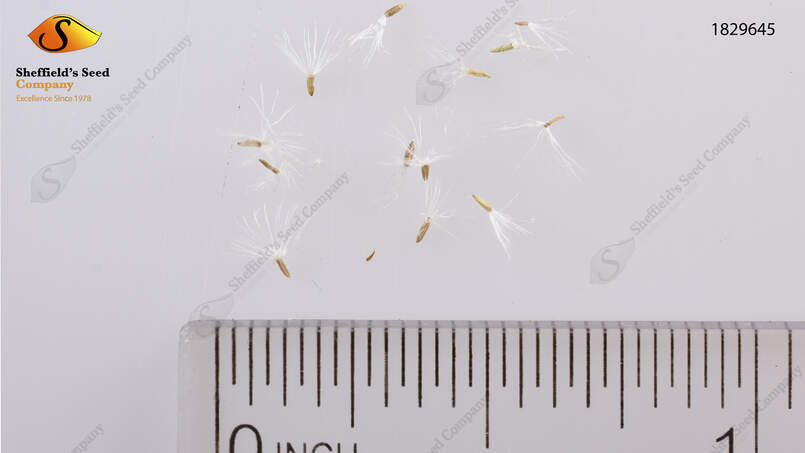 Solidago canadesis
