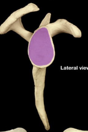 <p>oval-shaped depression; best seen laterally</p>