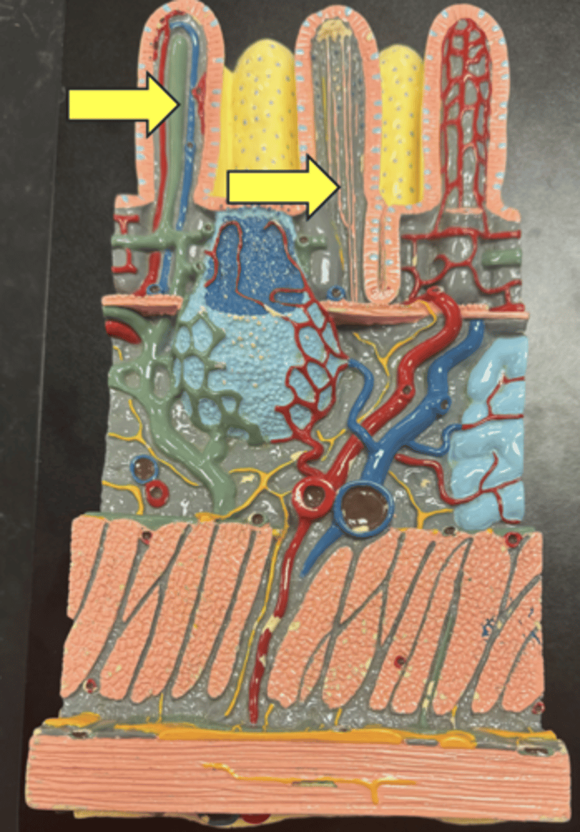 knowt flashcard image