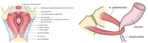 Der er en intern og eksterne sphincter, hvoraf den interne er autonomt innerveret, mens den eksterne er somatisk innerveret

*m. sphincter internus* består af glat muskulatur og er blot en forstærkning af tarmens cirkulære muskulatur

*m. sphincter externus* består af tværstribet muskulatur og er tredelt i 
-Pars profunda (ringformet)
-Pars superficialis (ellipseformet) 
-Pars subcutanea (ringformet)

Derudover bidrager *m. puborectalis* med at opretholde *flexura perinealis* der ligeledes har betydning for kontinensen
-slynger som om den profunde del af den den externe sphincter

EKSAMENSBESVARELSE:
Canalis analis er tyktarmens kontinensorgan. Beskriv kort analkanalens lukkemuskulatur.

Sv.: Man definerer en intern og en extern sphincter. 

M. sphincter ani externus er opbygget af tværstribet muskulatur og inddeles i en subcutan, superficiel, og profund del. 
Den subcutane er ringformet og ligger nederst (mest caudalt). Den superficielle er ellipseformet og næstdybest, dvs. den ligger i midten, mens den profunde atter er ringformet (og ligger øverst). 

M. sphincter ani internus sphincter består af glat muskulatur og er en forstærkning i det inderste cirkulære lag af tunica muscularis.