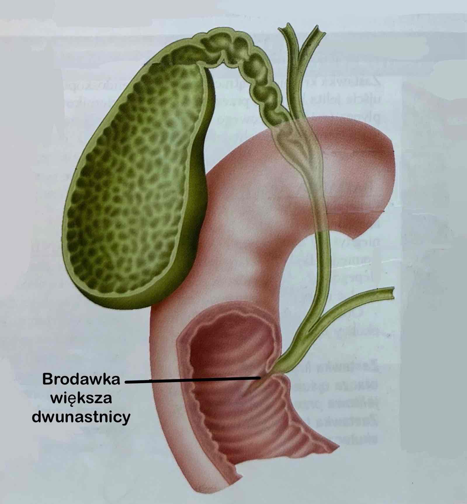 <p>Papilla duodeni major</p><p>Miejsce, gdzie wydzielona żółć uchodzi do dwunastnicy.</p>