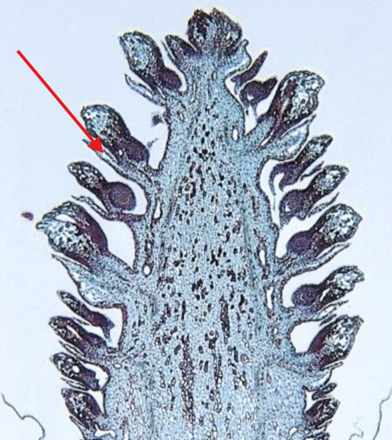 <p>What is being indicated on the Pinus Megastrobilus?</p>