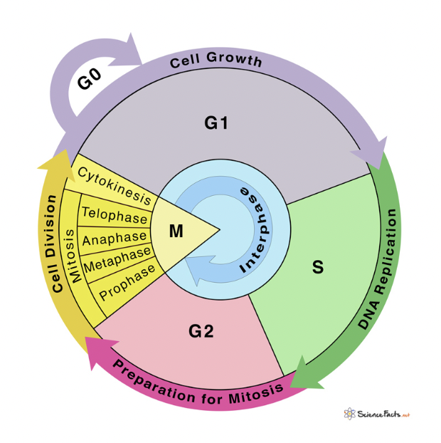 <p><span style="background-color: transparent; font-family: "Proxima Nova", sans-serif;"><span>Used for growth and repair</span></span></p>