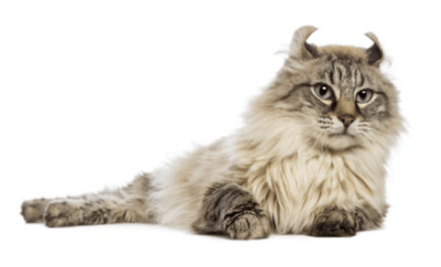 <p>curly ear</p>
