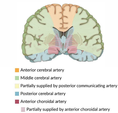 knowt flashcard image