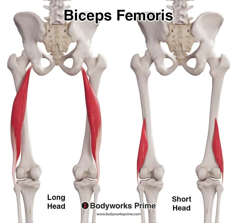 <p>origin long head: ischial tuberosity (<strong>ilium</strong>)</p><p>origin short head: distal <strong>femur</strong></p><p>insertion: lateral head of <strong>fibula</strong></p><p>action: knee flexion</p>