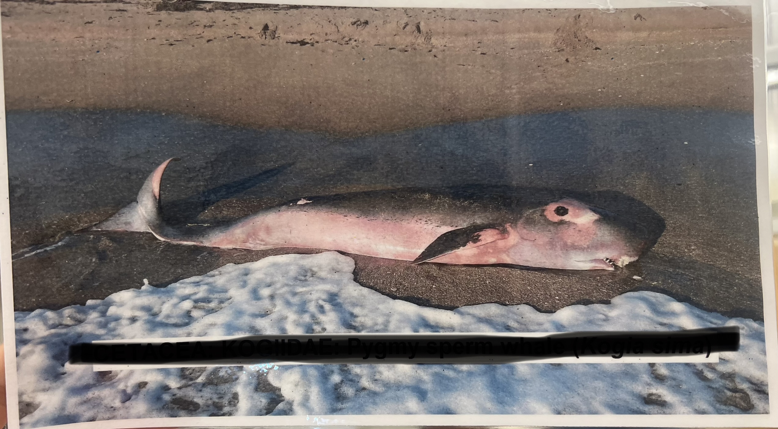 <p>Parvorder and Family?</p>