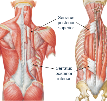 <p>superior border of ribs 2-5</p>