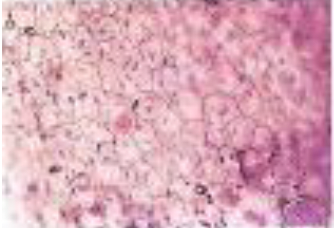 <p>Identifica el tejido</p>