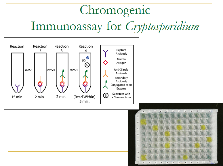 <p>only used for <em>Cryptosporidium</em></p>