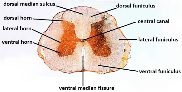 <p>dorsal, lateral and ventral horns </p><p>dorsal root (sensory input to the central nervous system) and ventral root (axons from motor neurons)</p>