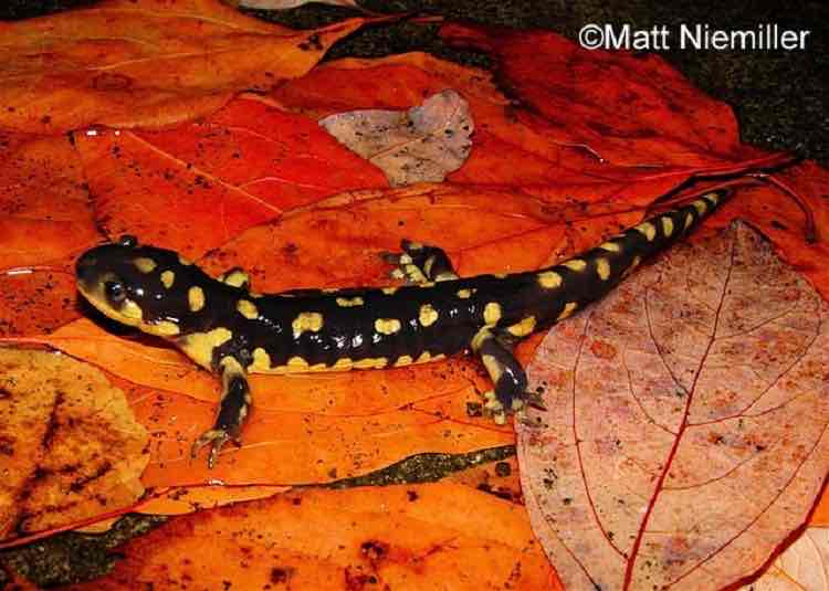 <p>Typically 7 to 8 ½ inches, this salamander has a large stocky body with stocky limbs and a broadhead.</p><p style="text-align: start">The color and pattern of this species varies widely but consists of yellow, greenish, brown, or bronze spots or striations on a base color of dark brown or gray-black. The belly is olive-yellow and marbled with darker colors.</p>