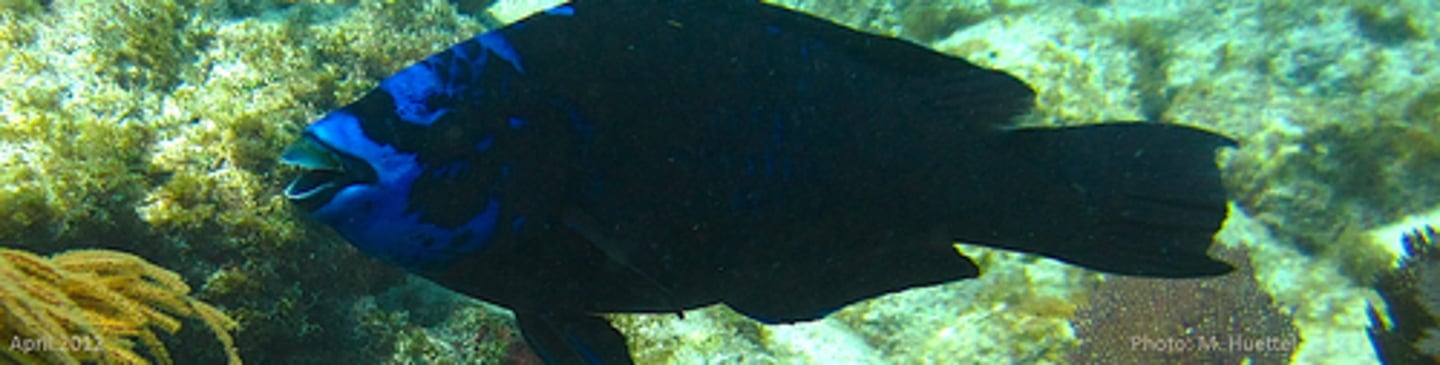 <p>Midnight Parrotfish</p>