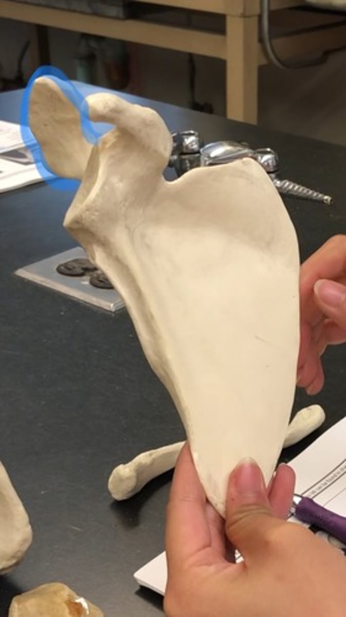 <p>behind coracoid process</p>