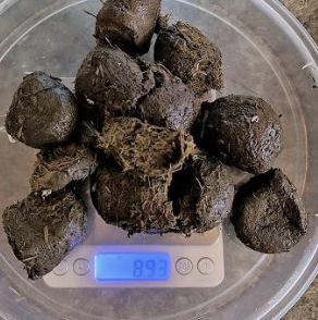 <p><strong>Anytime to anyone - dogs like to lick up spilled ivermectin for horses or ivermectin in horse feces!</strong></p><p>accidental access, overdosing, sensitive individuals either intrinsic mutation or temporary acquired</p>