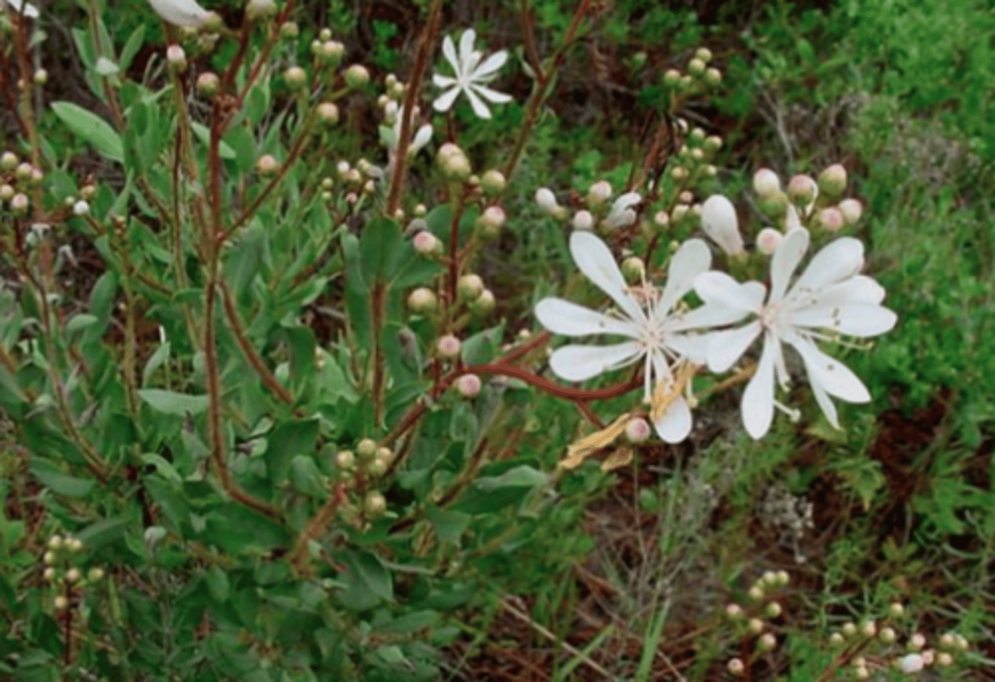 <p>-leaves sick close to the stem and point upright</p><p>- dull leaf color blueish/gray</p><p>-Fuzzy stems</p><p>-Flowers are white and pink in the middle</p><p>-6-7 petals per flower</p><p>-fruit is sticky round capsule</p><p></p>