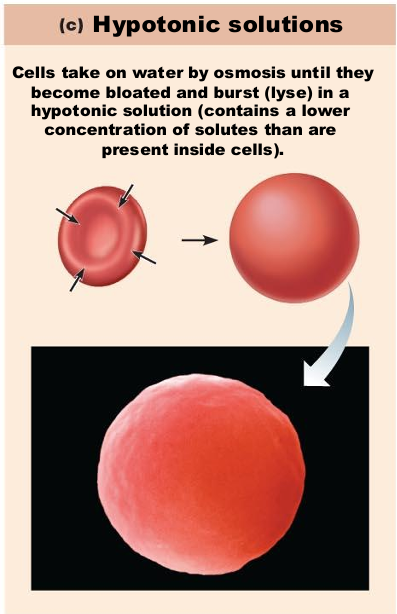 <ul><li><p>Water rushes into cell</p></li><li><p>Cells burst</p></li></ul><p>(low solute, high water concentration)</p>
