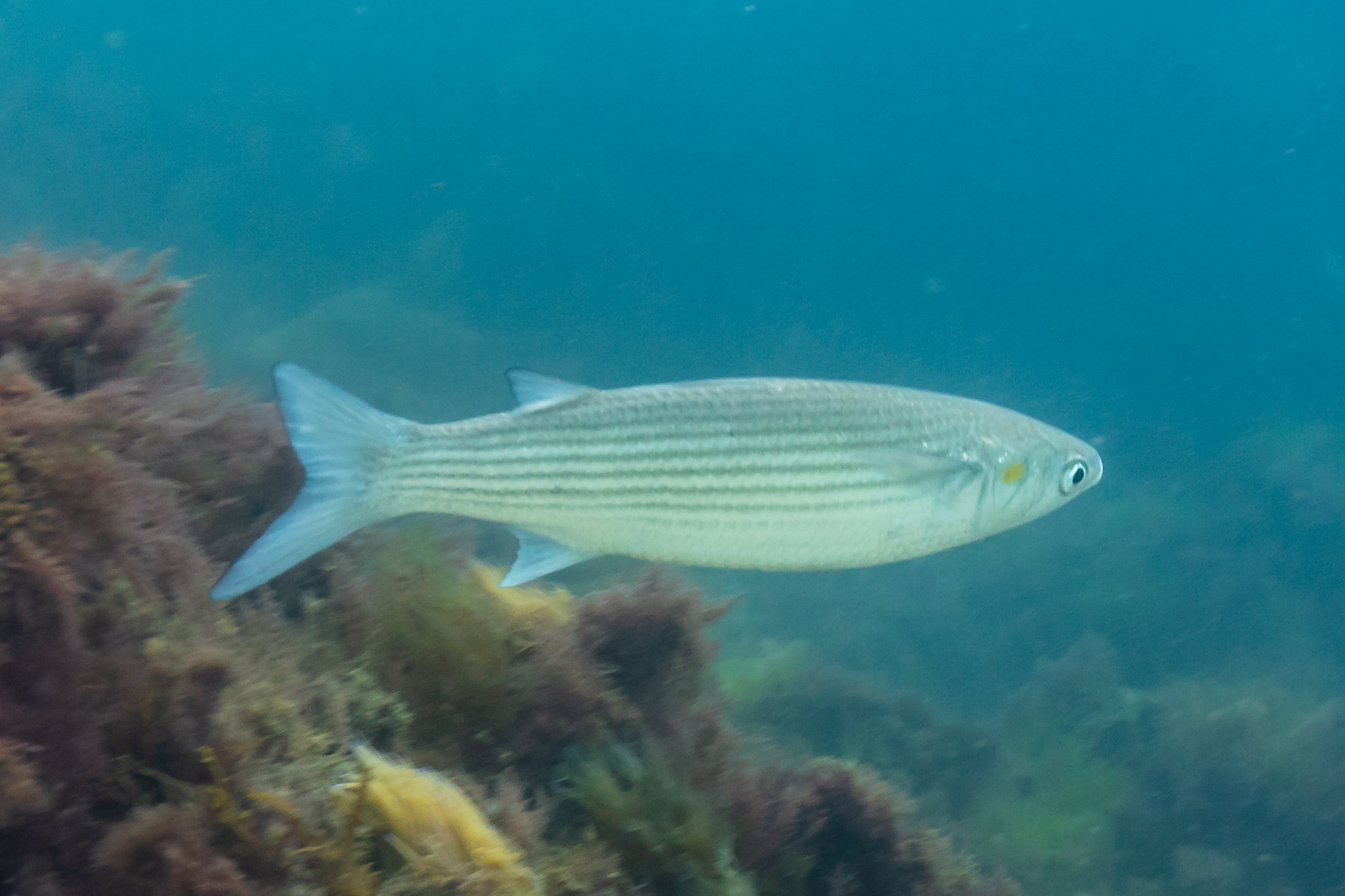 <p>grey mullet</p>