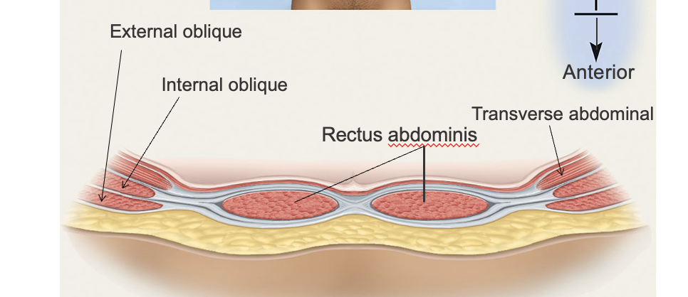 <img src="https://knowt-user-attachments.s3.amazonaws.com/4bad2184-f081-40e3-ab82-080293fc93dc.png" data-width="100%" data-align="center"><p></p>