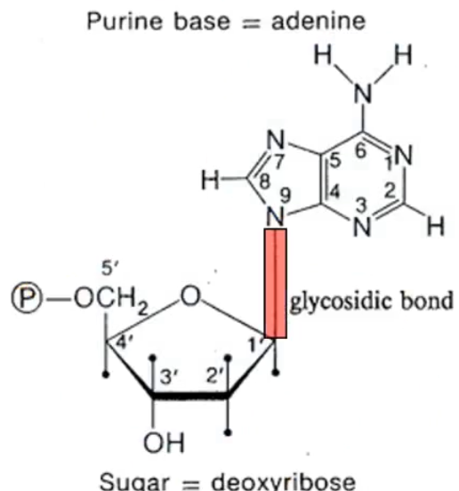 <p>what is this highlighted portion representing?</p>