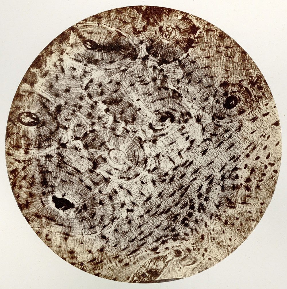 <p>A photograph taken through a microscope of a magnified specimen</p>