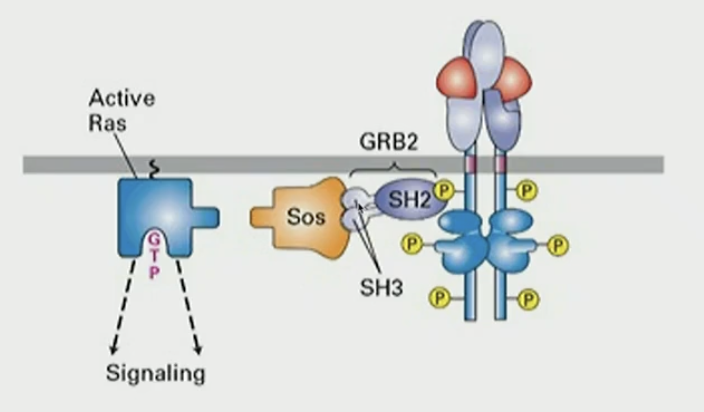 <p>activate small GTPase Ras via adapter proteins by binding SH2 domain of GRB2, which binds to SH3, which binds to SOS, which has GEF activity towards Ras, forming active Ras-GTP</p>