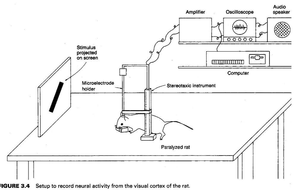 <p>can look at individual neurons this way - only can with animal studies</p>