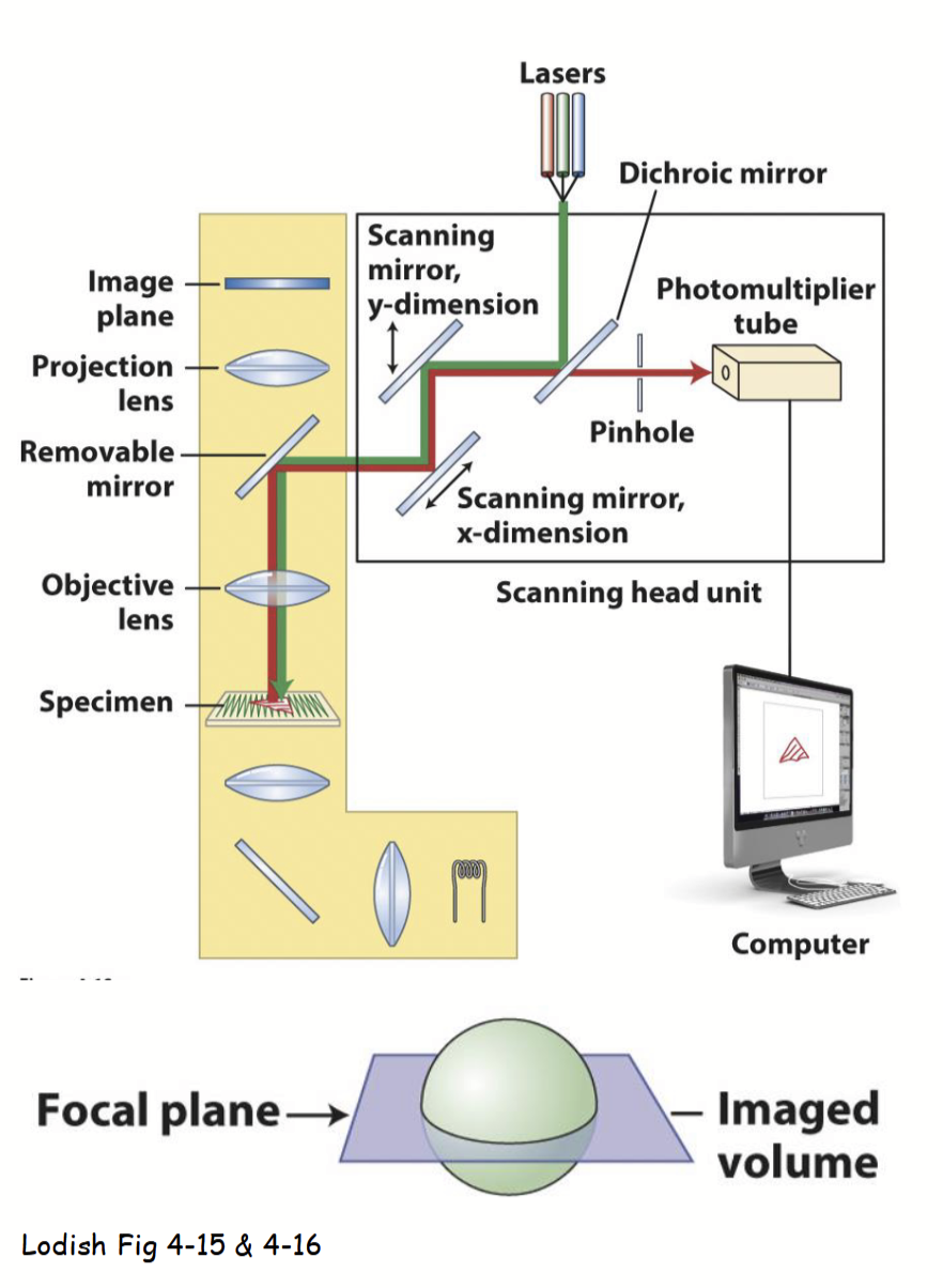 <ul><li><p>Speciman rapidly scanned with <u>point laser light</u> at a specific excitation λ (based on fluorescence of molecule(s) being detected).</p></li><li><p>Emitted fluorescent light from only a single layer (<u>focal plane</u>) within the specimen is focused through the <u>pinhole</u> and then collected/viewed.</p></li><li><p>All out-of-focus fluorescence from the specimen (i.e., emitted light from above and below the focal plane) is excluded (does not pass through pinhole).</p></li><li><p><u>Yields an individual 2D </u><strong><u>z-section</u></strong><u> (“optical slice”) of the specimen that is less “blurry” than images obtained with standard fluorescence microscopy.</u></p></li><li><p>Individual “z-sections” <u>collected at different depths in sample and combined</u> (i.e., z-sections stacked together serially) to form <strong>z-stack</strong> and generate 3D image.</p></li></ul><p></p>
