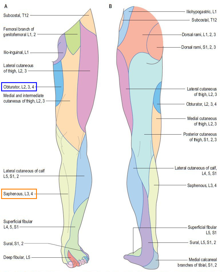 <p>All the cutaneous supply of the thigh:<br>1. _______<br>2._______<br>3._______<br>4._______<br>5._______<br>6._______</p>