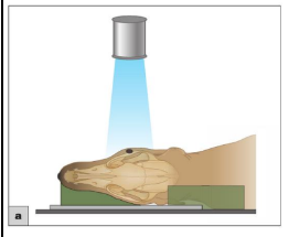 <ul><li><p>Place foam wedge under muzzle —&gt; nose remains parallel to plate </p></li><li><p>Use foam block between forelimbs —&gt; no axial rotation </p></li><li><p>Consider placing foam wedge under neck if necessary —&gt; maintain straight position of spinal column </p></li></ul><p></p>