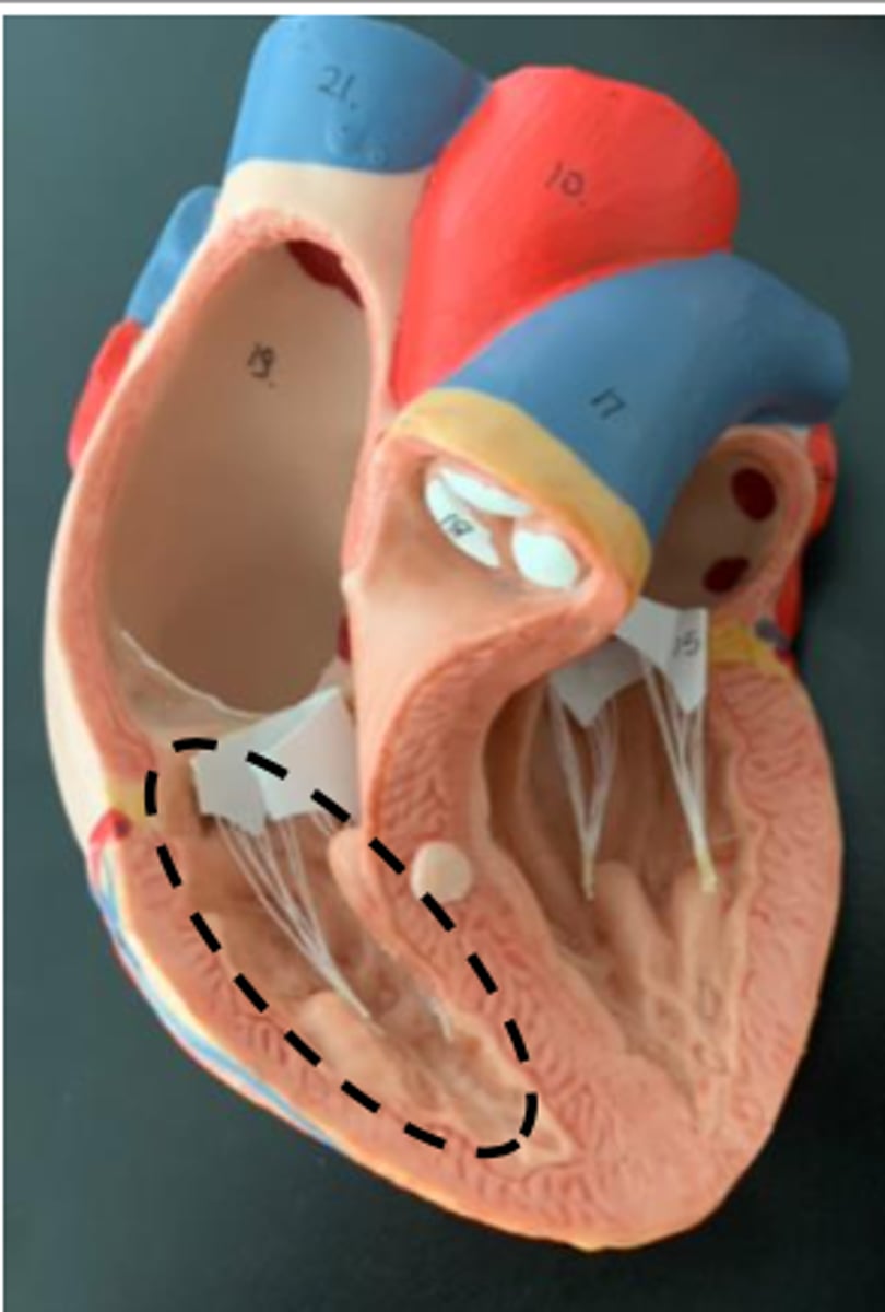 <p>Orange portion above it</p><p></p>