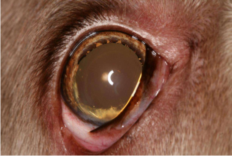 <p>Which of the two is this? how does it occur?</p>