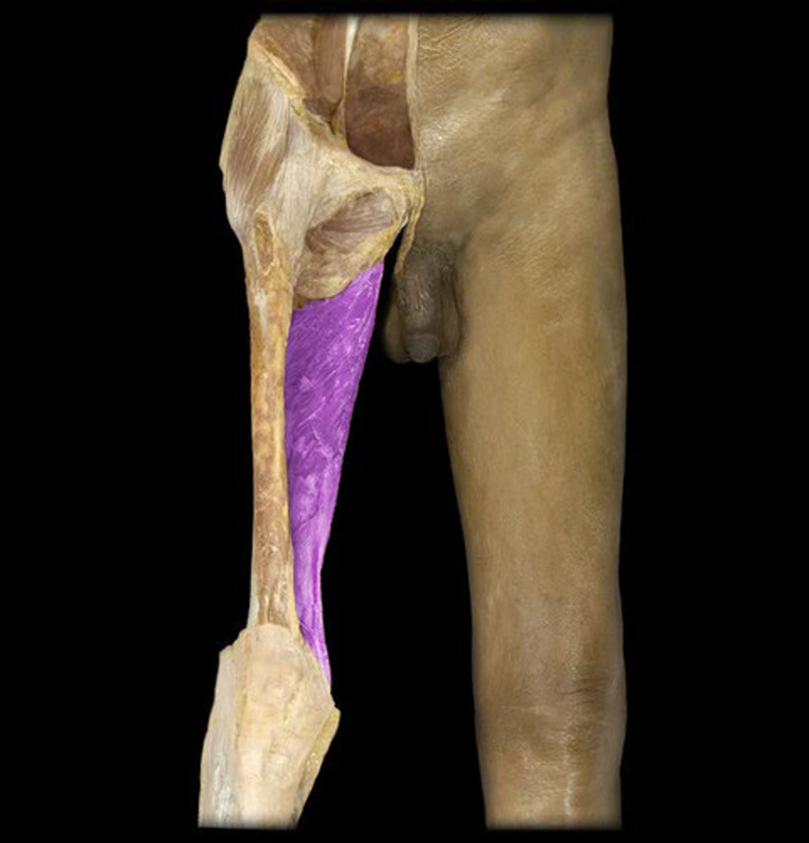 <p>Adductor magnus</p>