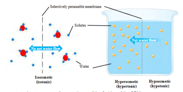 <p>the diffusion of water from areas of lower solute concentration to higher solute concentration</p><p>(the water moves, not the solutes)</p>