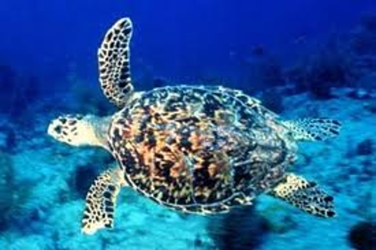 <p>Most pointed beak, Lives around the equator, Hunted for its shell to make jewelry and other products</p>