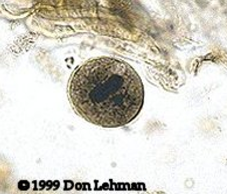 <p>whats this</p>